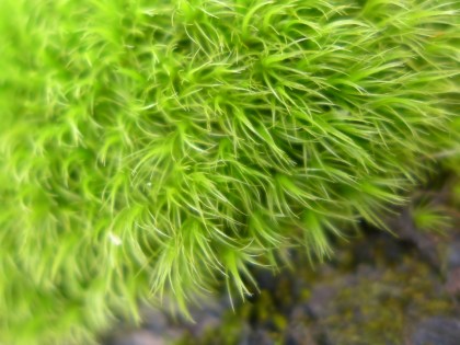 Photo by Ray Hemachandra