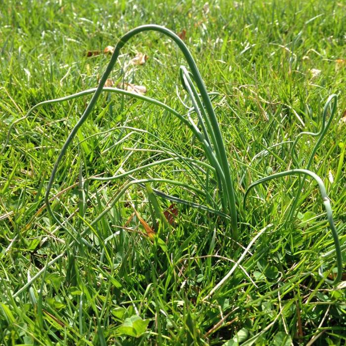 why cats illustration