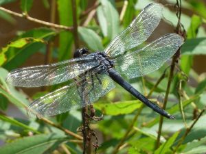 photo by Ray Hemachandra