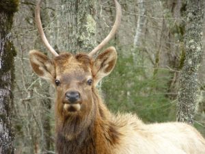 photo by Ray Hemachandra