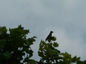 photo by Ray Hemachandra