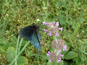 Photo by Ray Hemachandra