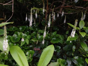 Photo by Ray Hemachandra