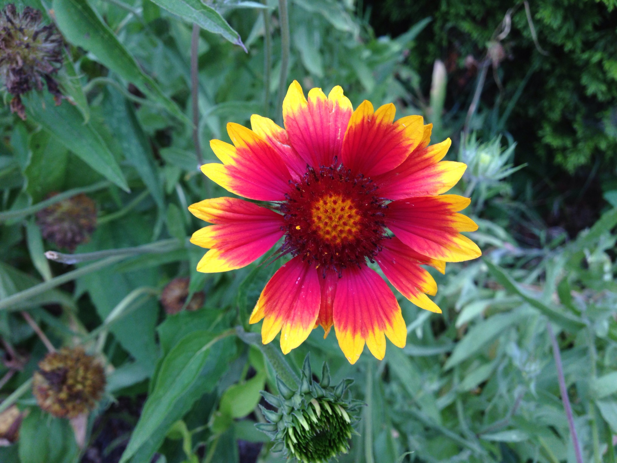 photo by Ray Hemachandra