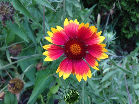 photo by Ray Hemachandra