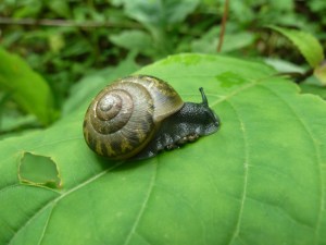 Photo by Ray Hemachandra