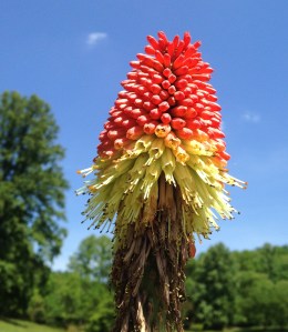 Flower and colors bursting this morning in Mill's River, North Carolina ... a little red, white, and blue on Memorial Day weekend 2015.