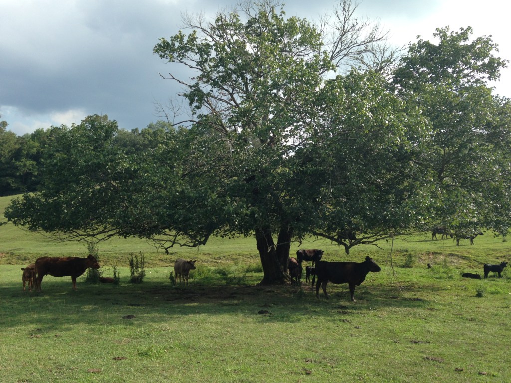 Cows in Asheville
