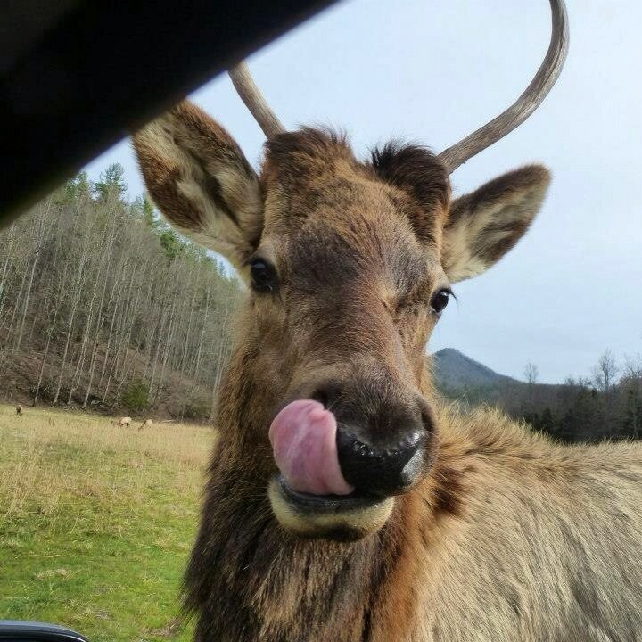 Elk