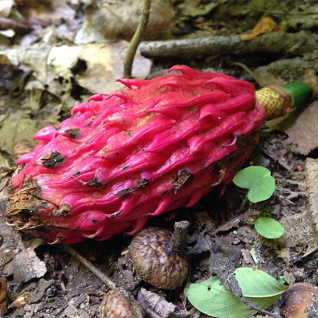 Fuchsia Seed Pod