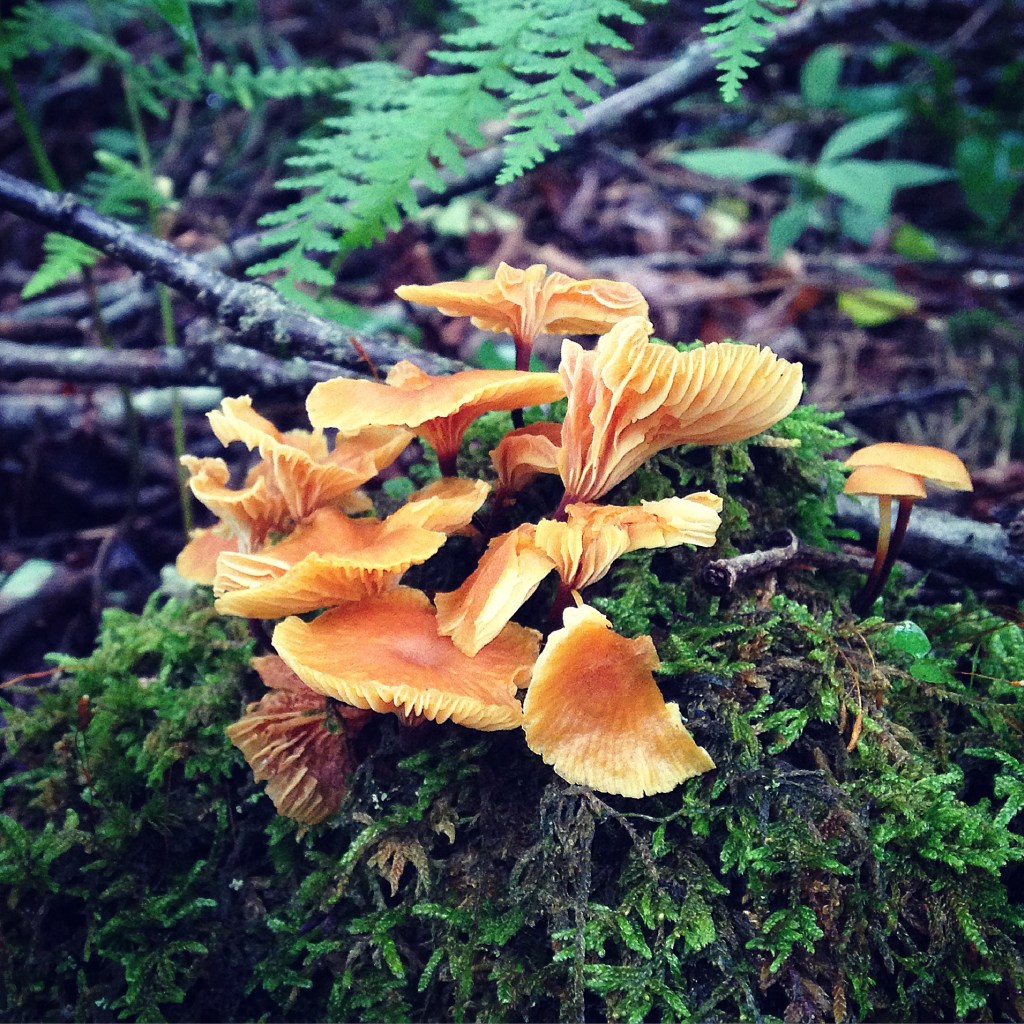 Fungi