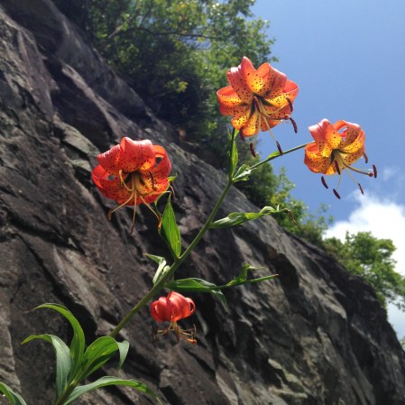 Flowers, photo by Ray Hemachandra