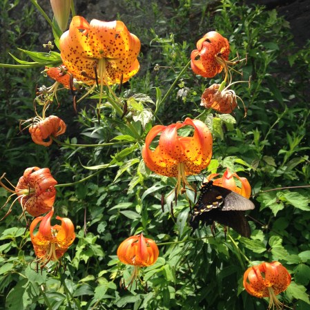 Flowers, photo by Ray Hemachandra