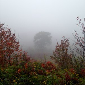 Photo by Ray Hemachandra