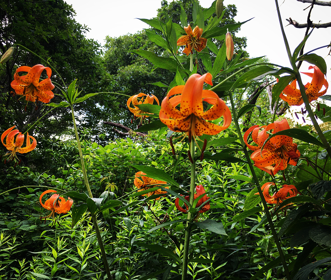 Photograph of lilies by Ray Hemachandra