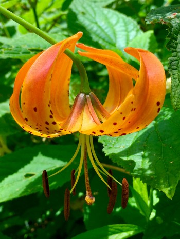 Lily photo by Ray Hemachandra