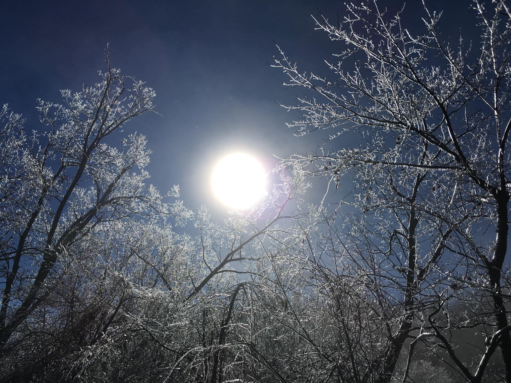 Shimmering sun between icy trees — photo by Ray Hemachandra